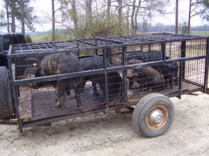 Illegal transportation of wild hogs