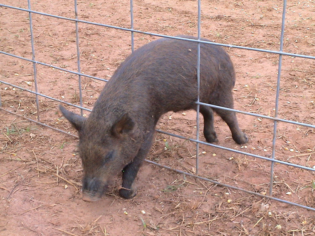 Piglet Escaping Cattle Panel
